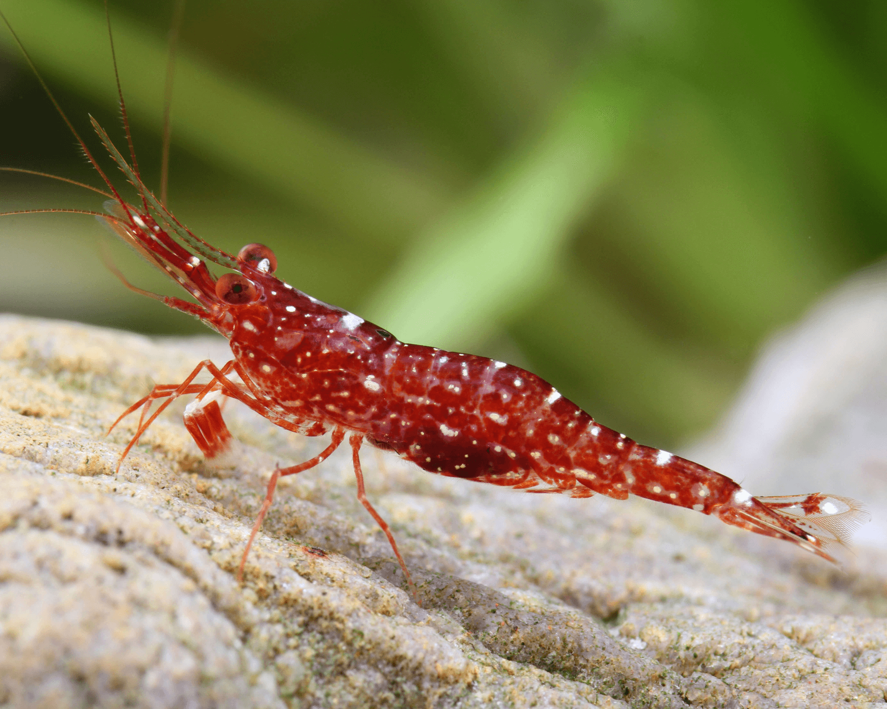 Sulawesi Red Orchid Shrimp (Caridina glaubrechti)